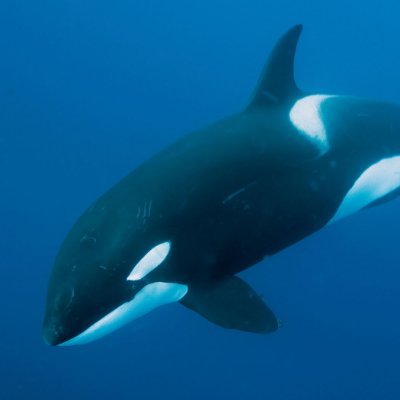 Usual Whale